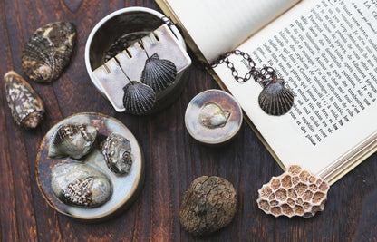 Bronze Scallops