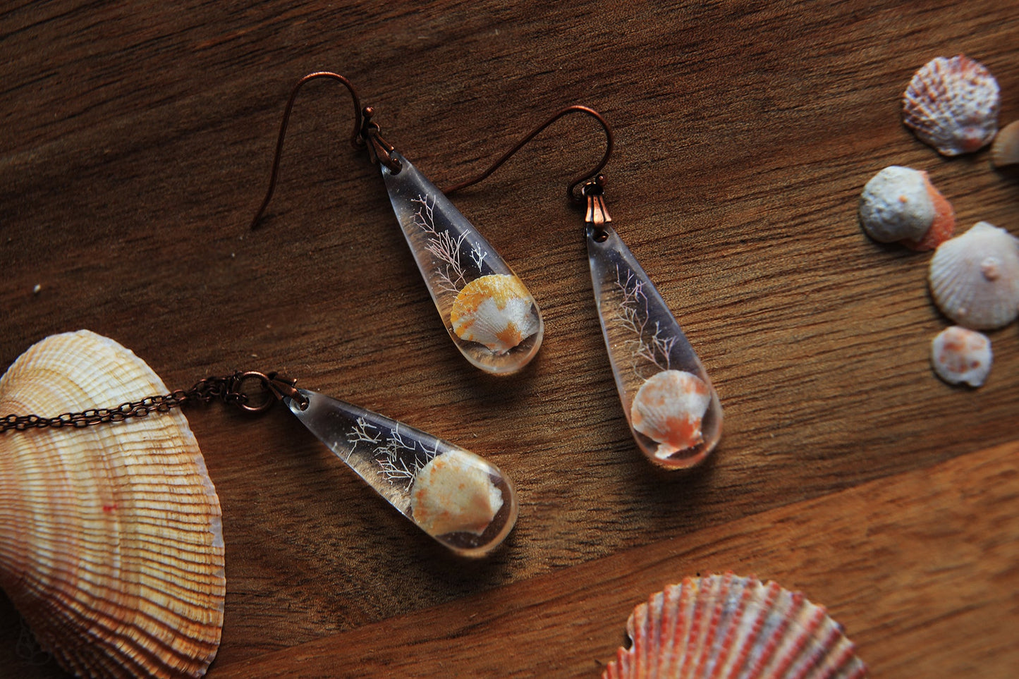 Pectinidae / Set with scallop seashells from Okinawa, Japan