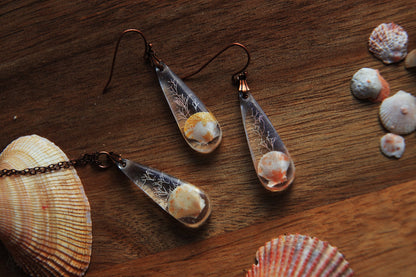 Pectinidae / Set with scallop seashells from Okinawa, Japan