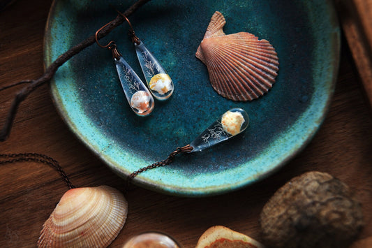 Pectinidae / Set with scallop seashells from Okinawa, Japan