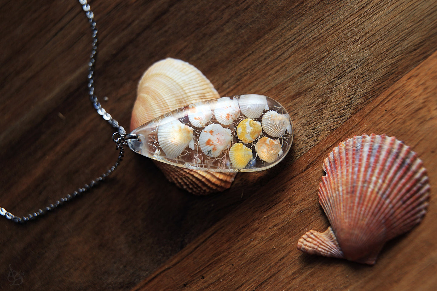 Pectinidae maximus / Pendant with scallop seashells from Okinawa, Japan