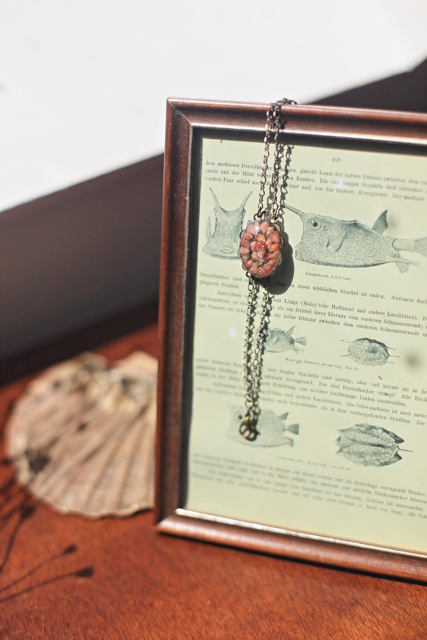 Les Rouges / Bracelet with pheasant seashells from Brittany, France