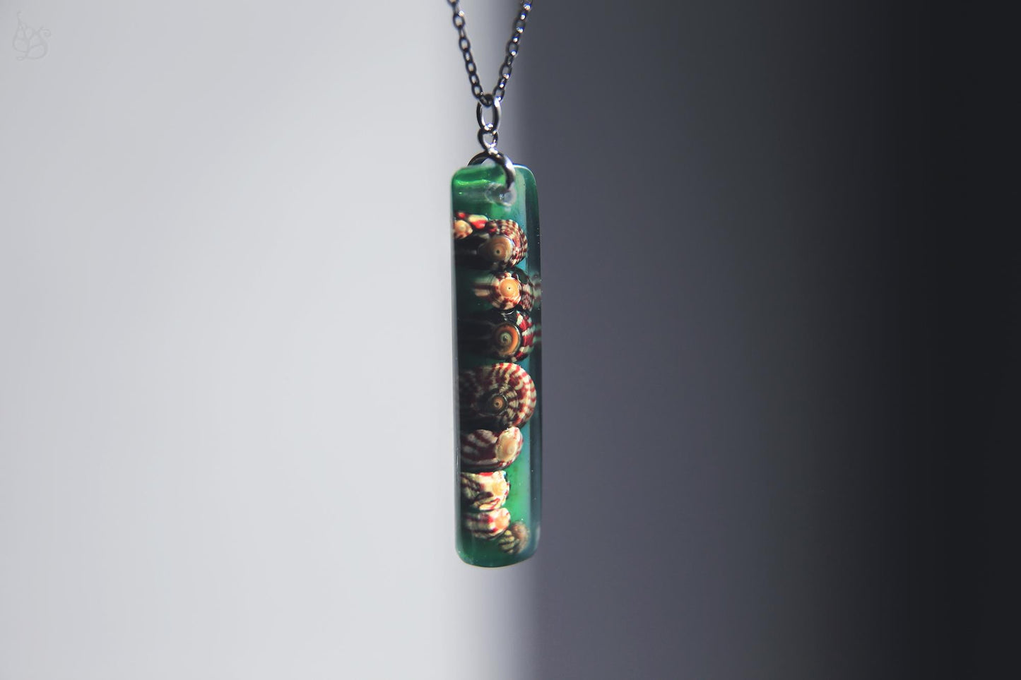 Gibbulas of Le Croisic / Real seashell pendant