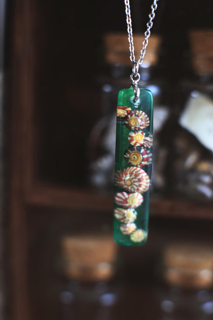 Gibbulas of Le Croisic / Real seashell pendant