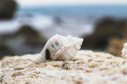Shell Dwellings / Porcelain