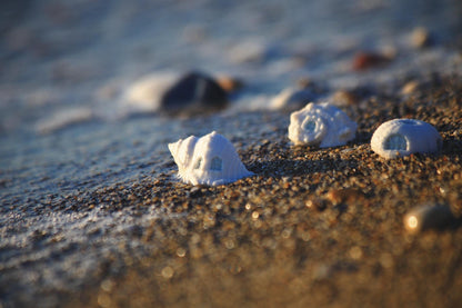 Shell Dwellings / Porcelain