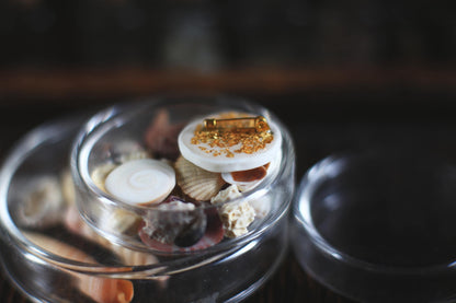 Okinawa Reliefs / Porcelain Seashell Brooch